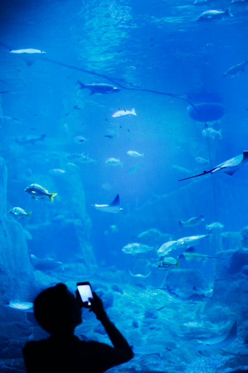 Безкоштовне стокове фото на тему «акваріум, бездротової технології, вертикальні постріл»
