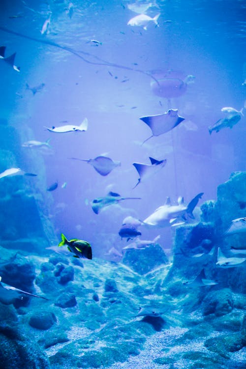 Foto d'estoc gratuïta de animals, aquari, blau