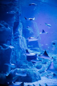 Stingrays gracefully swimming in a blue-lit aquarium environment, showcasing marine life beauty.