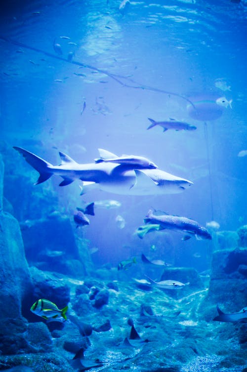 Foto d'estoc gratuïta de animal, aquari, blau