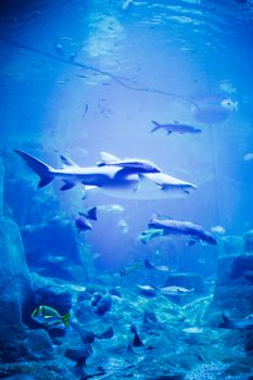 A stunning view of sharks and fish swimming gracefully in a blue-lit aquarium setting.