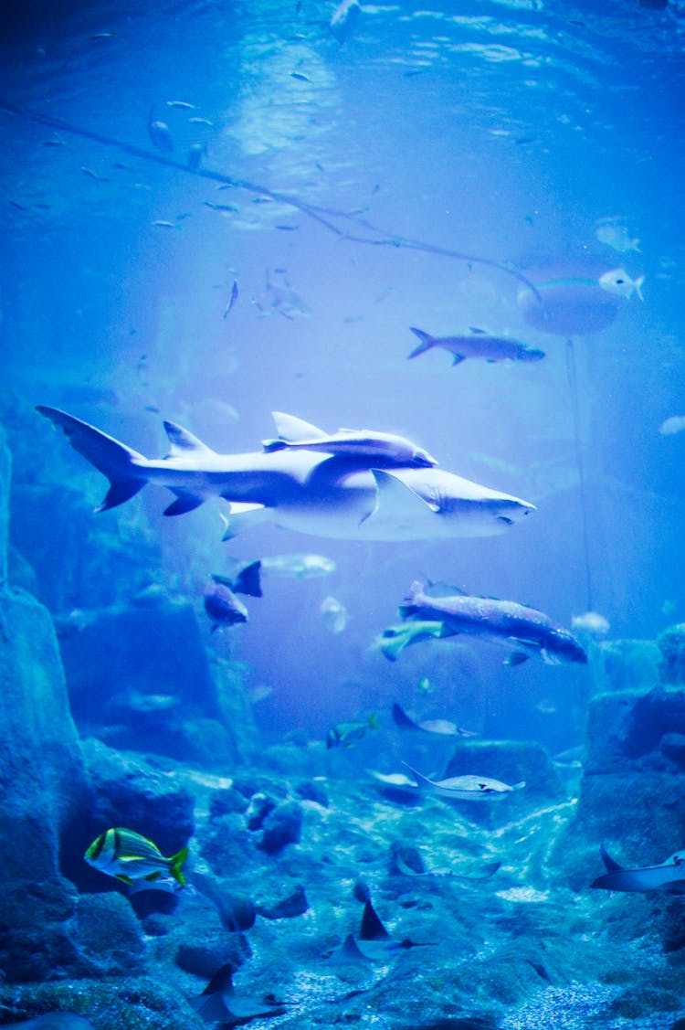 Photo Of A Shark In An Aquarium