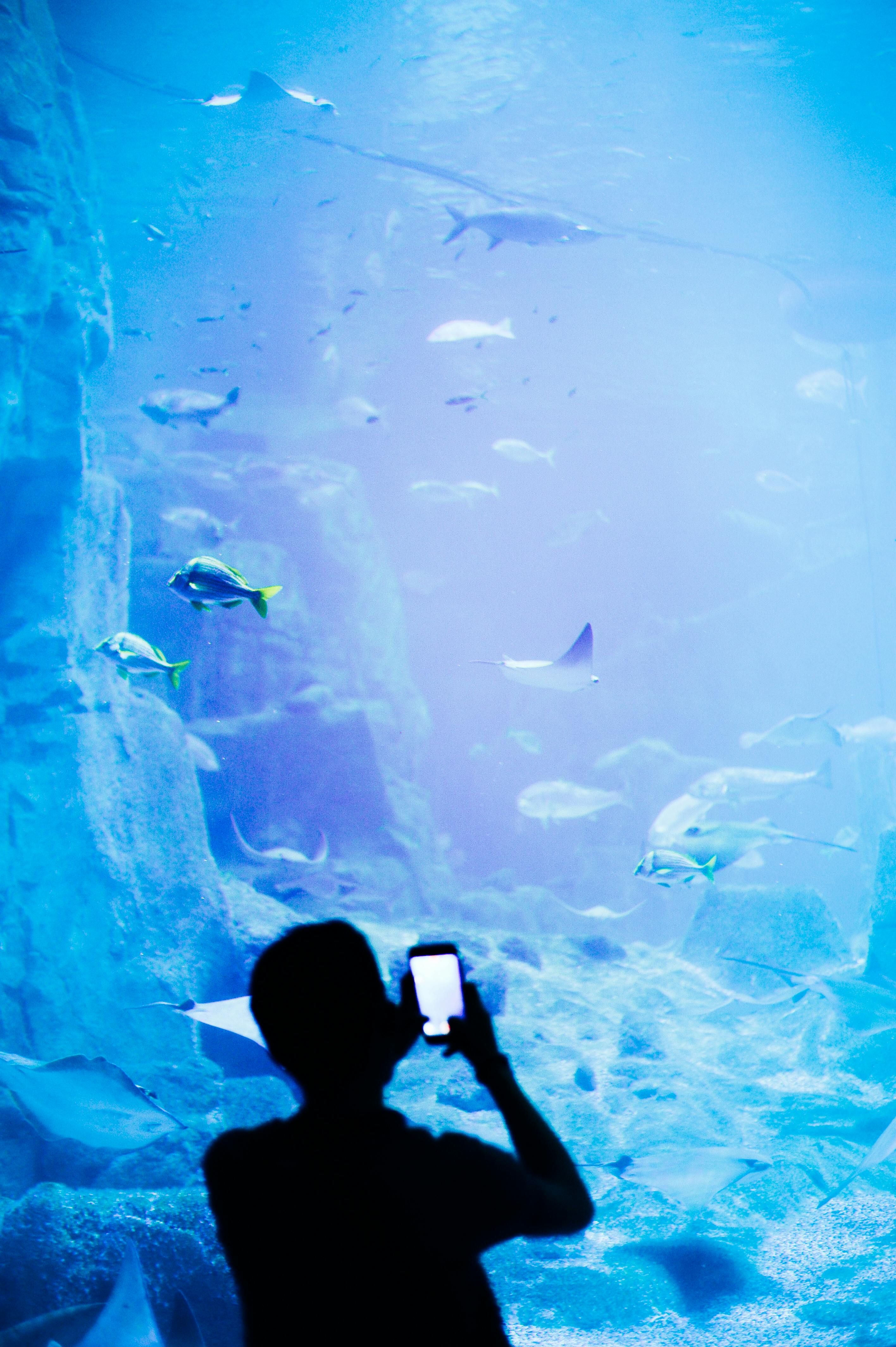Man photographs fish in an illuminated aquarium display creating a serene atmosphere.