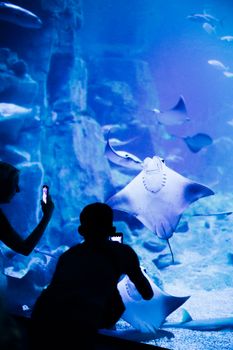 Two people capture stunning manta rays under serene blue aquarium lighting.
