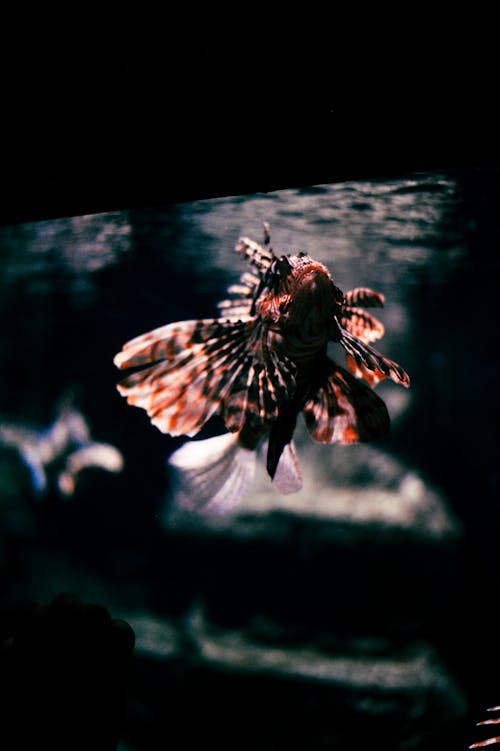 Red Lionfish in Close-up Photography