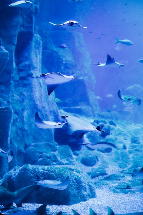 Stingrays Swimming Underwater