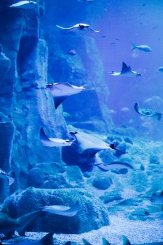 A captivating underwater scene of stingrays gracefully swimming in a blue-lit aquarium.