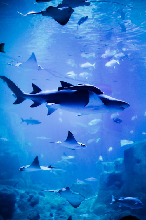คลังภาพถ่ายฟรี ของ การถ่ายภาพสัตว์, ปลาฉลาม, พิพิธภัณฑ์สัตว์น้ำ