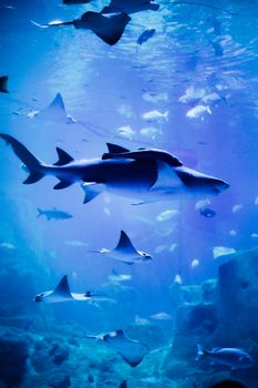 A stunning underwater scene featuring sharks and stingrays swimming in a blue-lit aquarium.