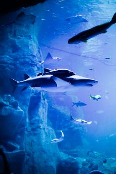 Explore an underwater world with sharks and stingrays in a stunning aquarium setting.