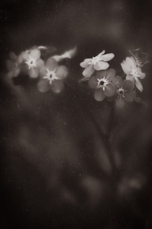 Monochrome Photo of Forget-Me-Not Flowers