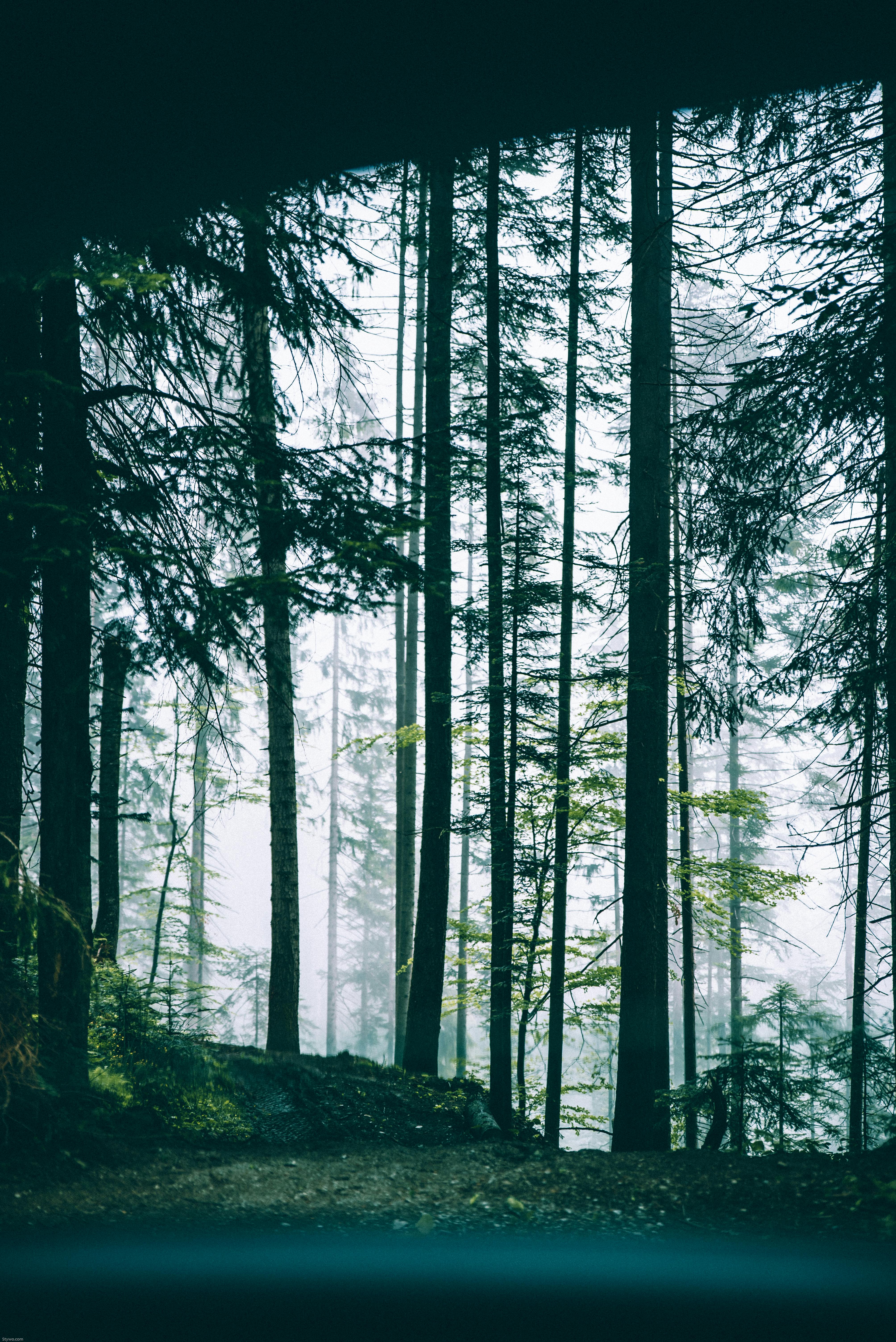 scenic view of forest from car