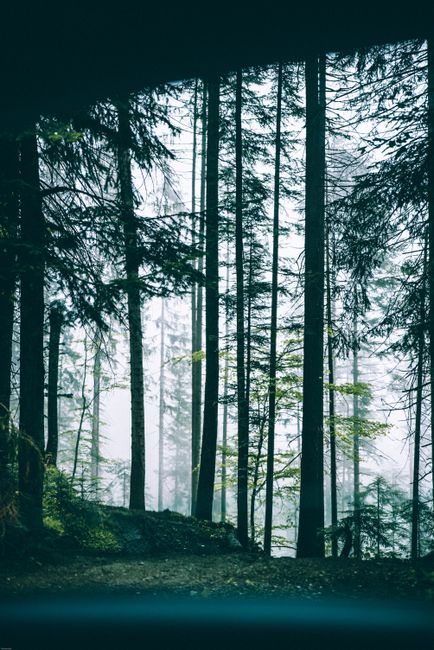 A serene view of misty forest trees through a car window in Söll, Austria.