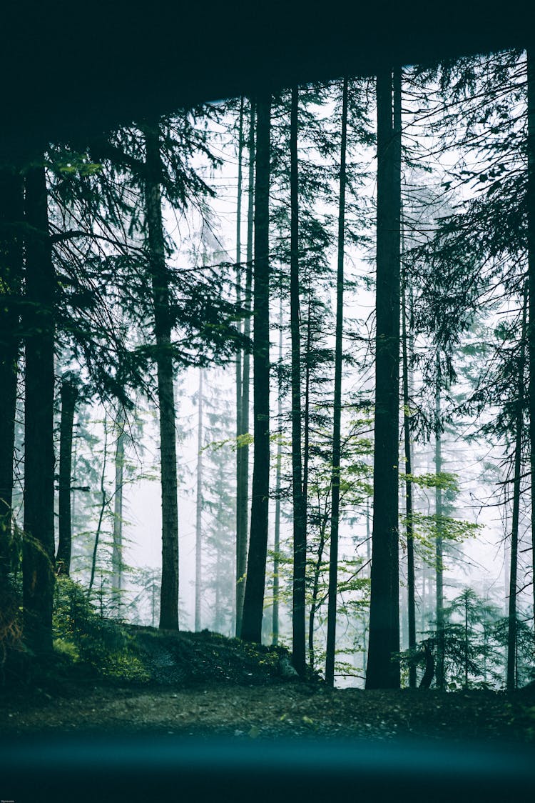 Scenic View Of Forest From Car