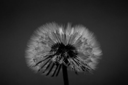 Free Artistic black and white macro shot of a dandelion. Perfect for nature lovers. Stock Photo