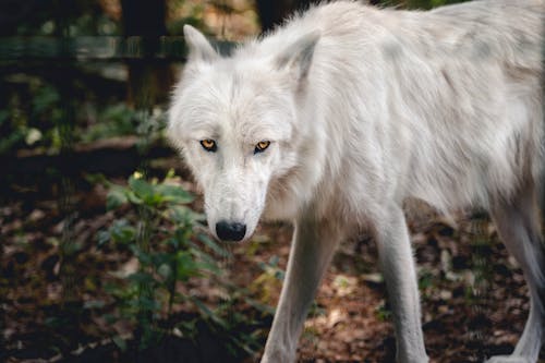 Белый волк в лесу крупным планом