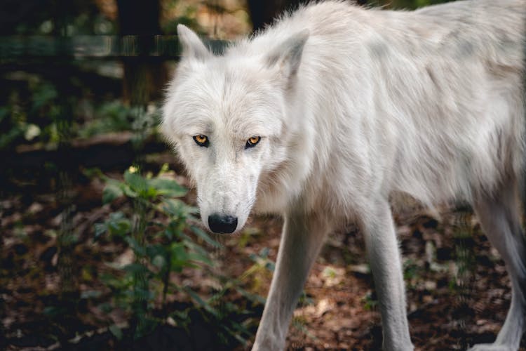 Close-Up Photo Of White Wolf In The Forest