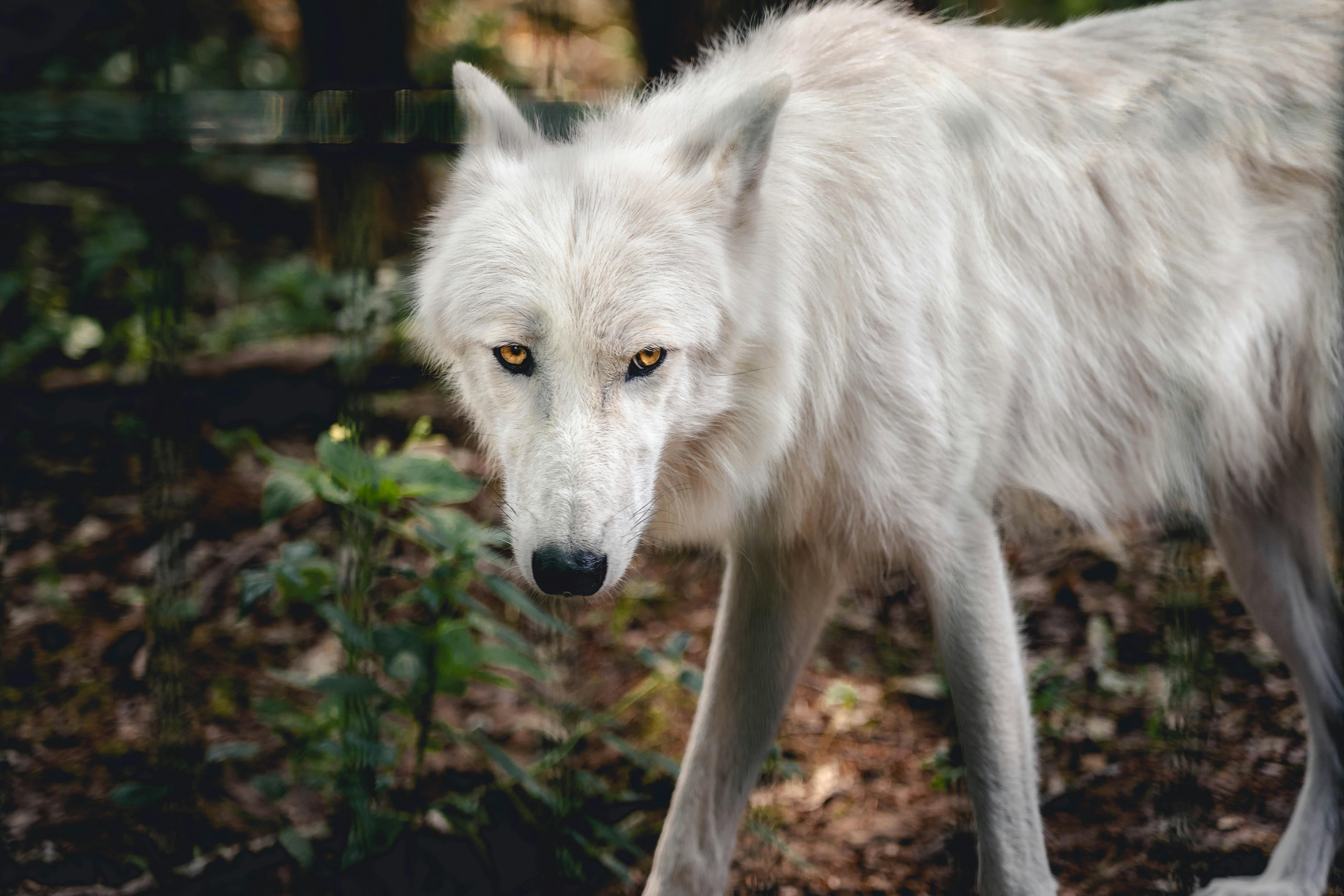 light brown wolf with green eyes