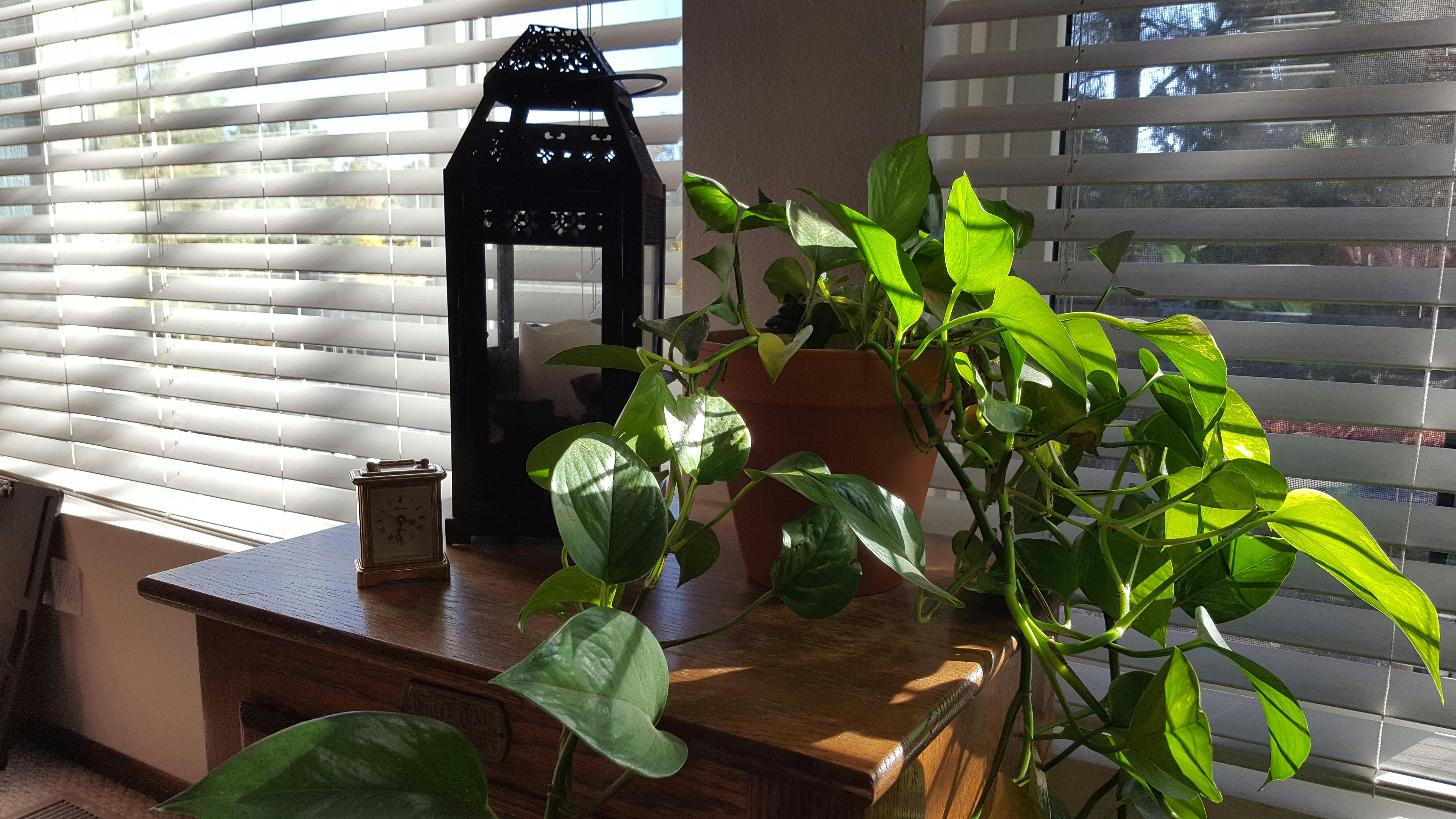 Free stock photo of decorative plant, window