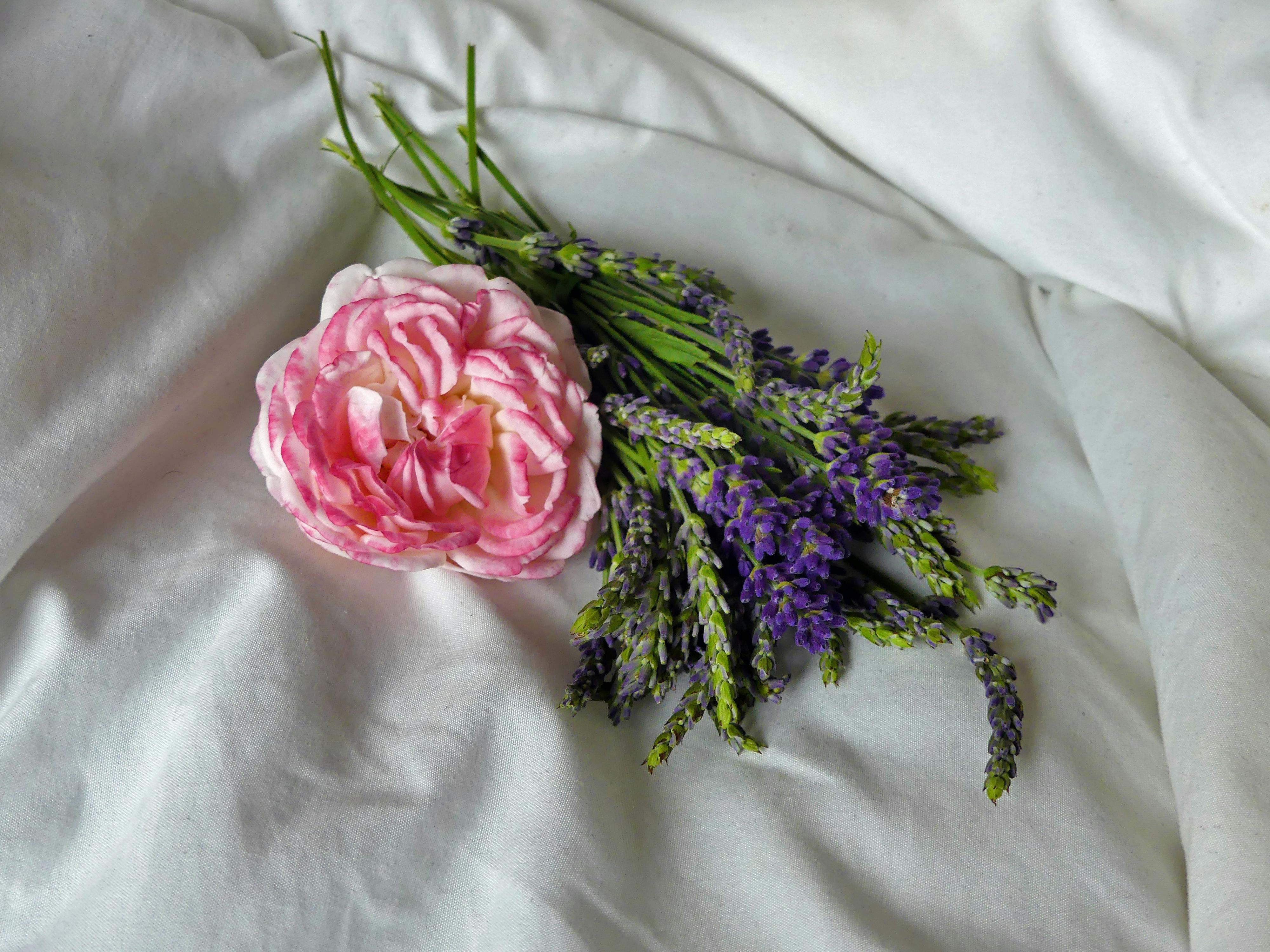 Free stock photo of flowers on bed, Good Morning, lavender