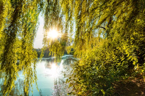 무료 강, 나뭇잎, 맑은 날의 무료 스톡 사진