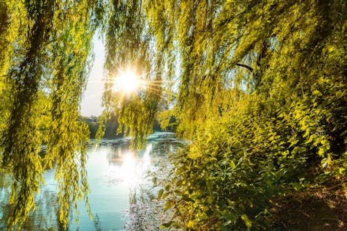 Photo of Green Leaves near a River