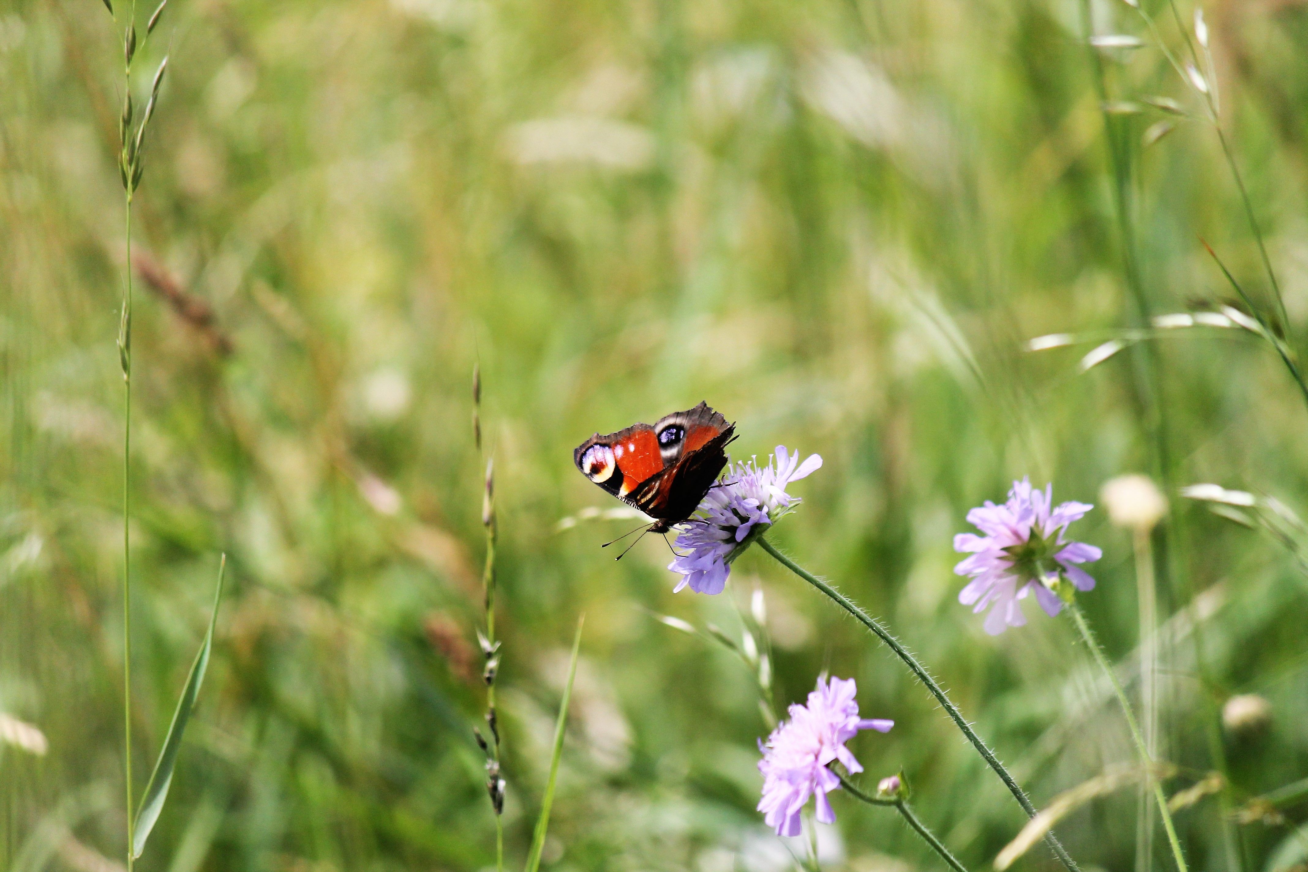 Close-Up Photo of a Peacock Butterfly on a Flower · Free Stock Photo