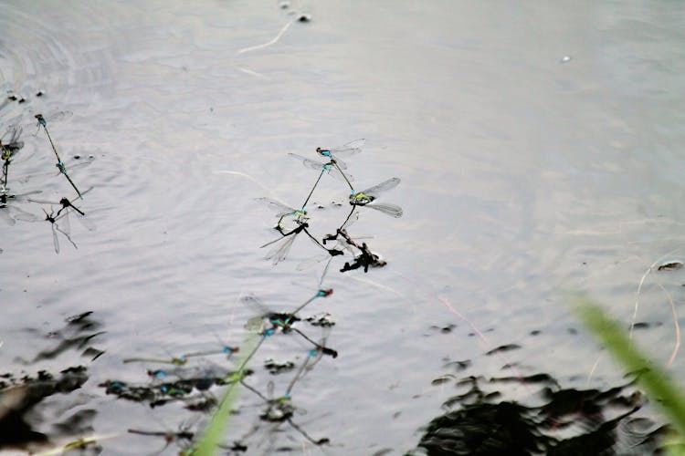Dragonflies Above Body Of Water