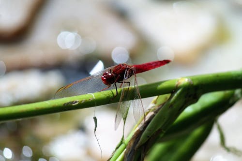 Free Red Dragonfly in Close Up Photography Stock Photo