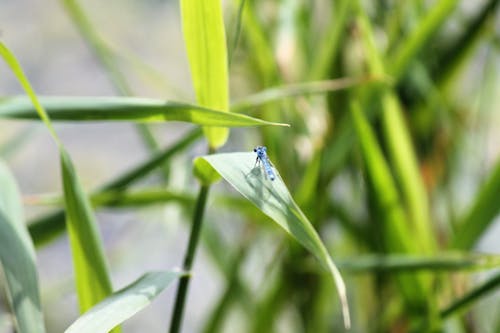 Free Close-Up Photo of a Damselfly on a Green Leaf Stock Photo