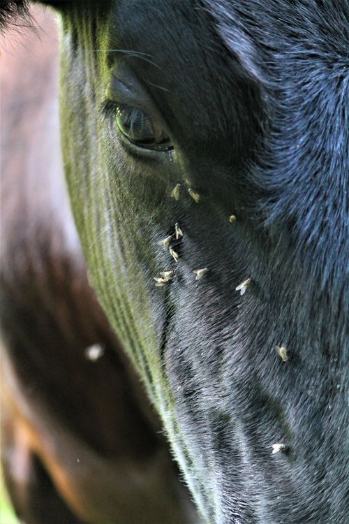 Cow Fly Insect Photo of Flies Near a Cow's Eye · Free Stock Photo