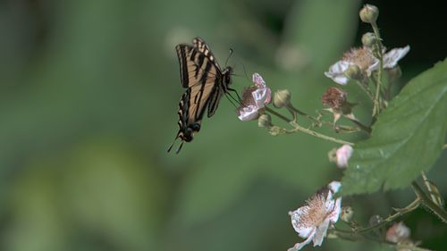 Free Close-up of an Eastern Tiger Swallowtail butterfly feeding on flowers outdoors. Stock Photo