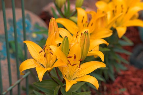 Photo of Yellow Lilies in Bloom