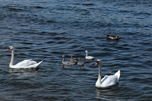 Photos gratuites de becs, cygnes, étendue d'eau