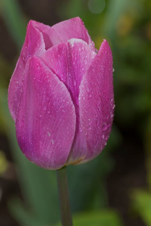 Gratis lagerfoto af blomst, blomsterfotografering, blomstrende