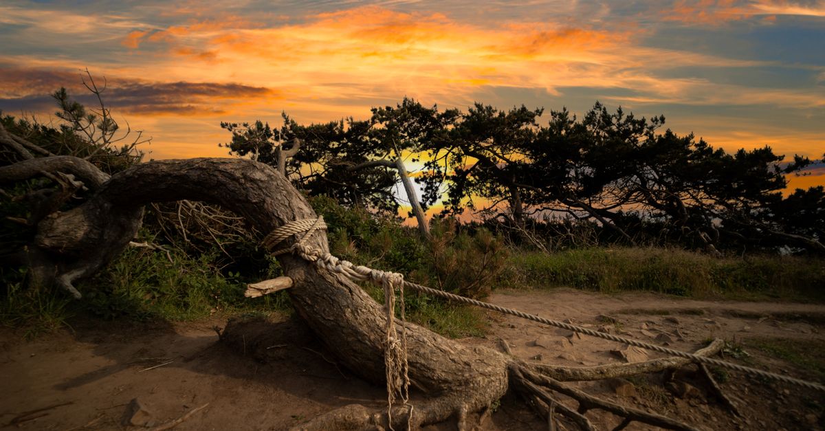 Log And Rope Photo of a Rope Tied to a Log · Free Stock Photo