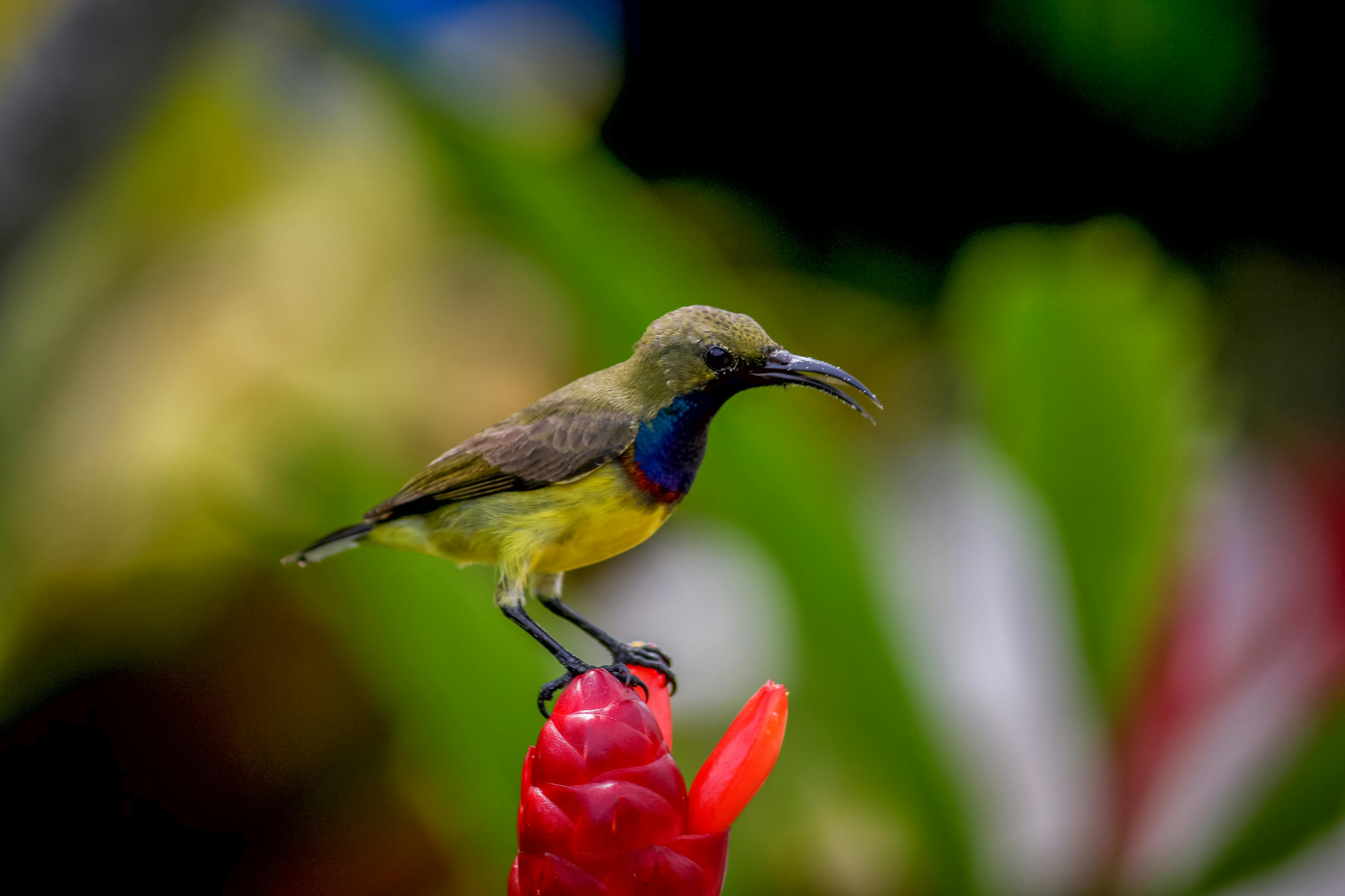 Foto Stok Gratis Tentang Burung Kecil Burung Burung Warna