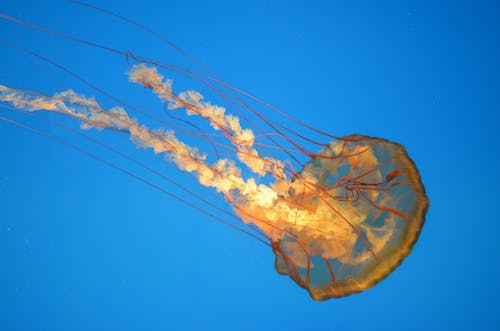 Jellyfish Swimming in Blue Sea