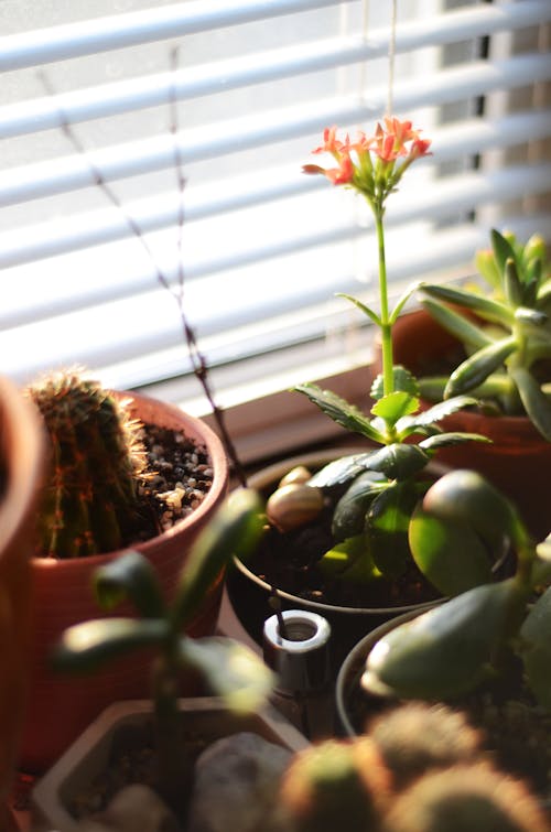 Potted Plants on Window Sill