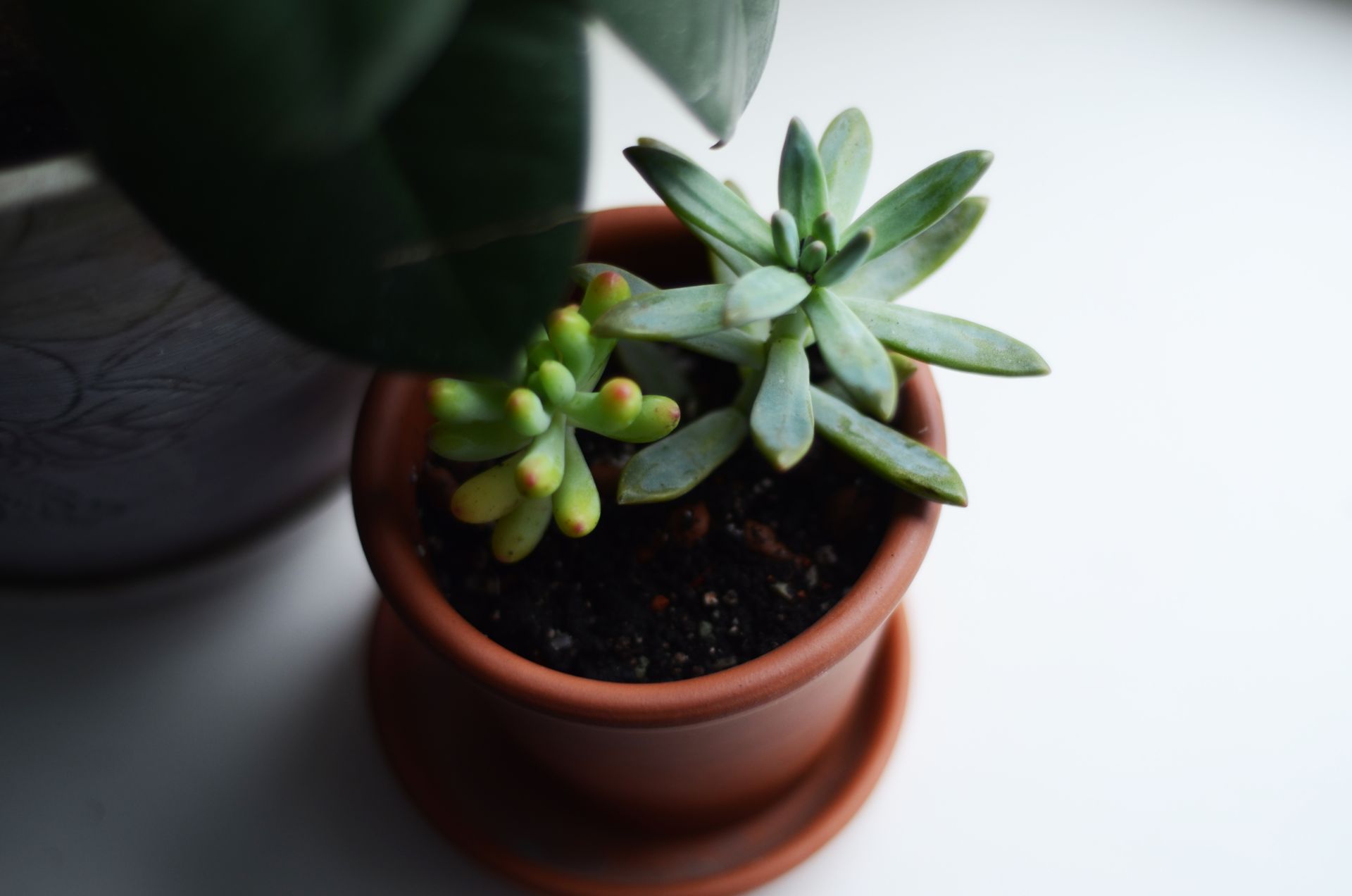 Top-down view of succulent plants in a terracotta pot on a white surface indoors.