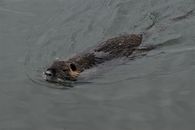 Nutria