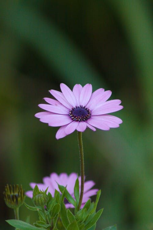 Základová fotografie zdarma na téma cape marguerite, fialové květiny, krásný