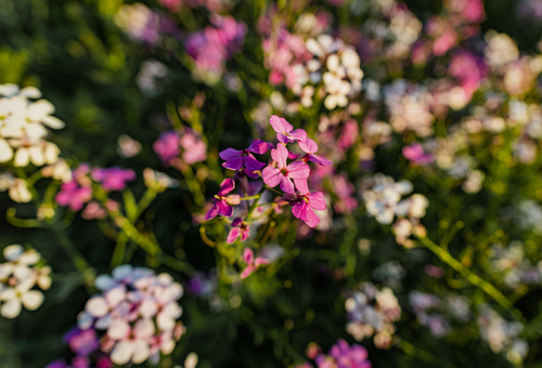 Free Close-up of pink phlox flowers blooming in a lush Canadian garden during spring. Stock Photo