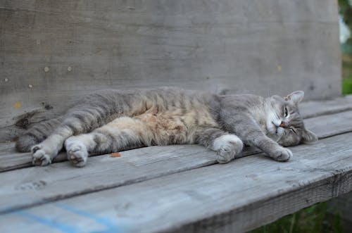 Imagine de stoc gratuită din adorabil, animal de casă, animal domestic