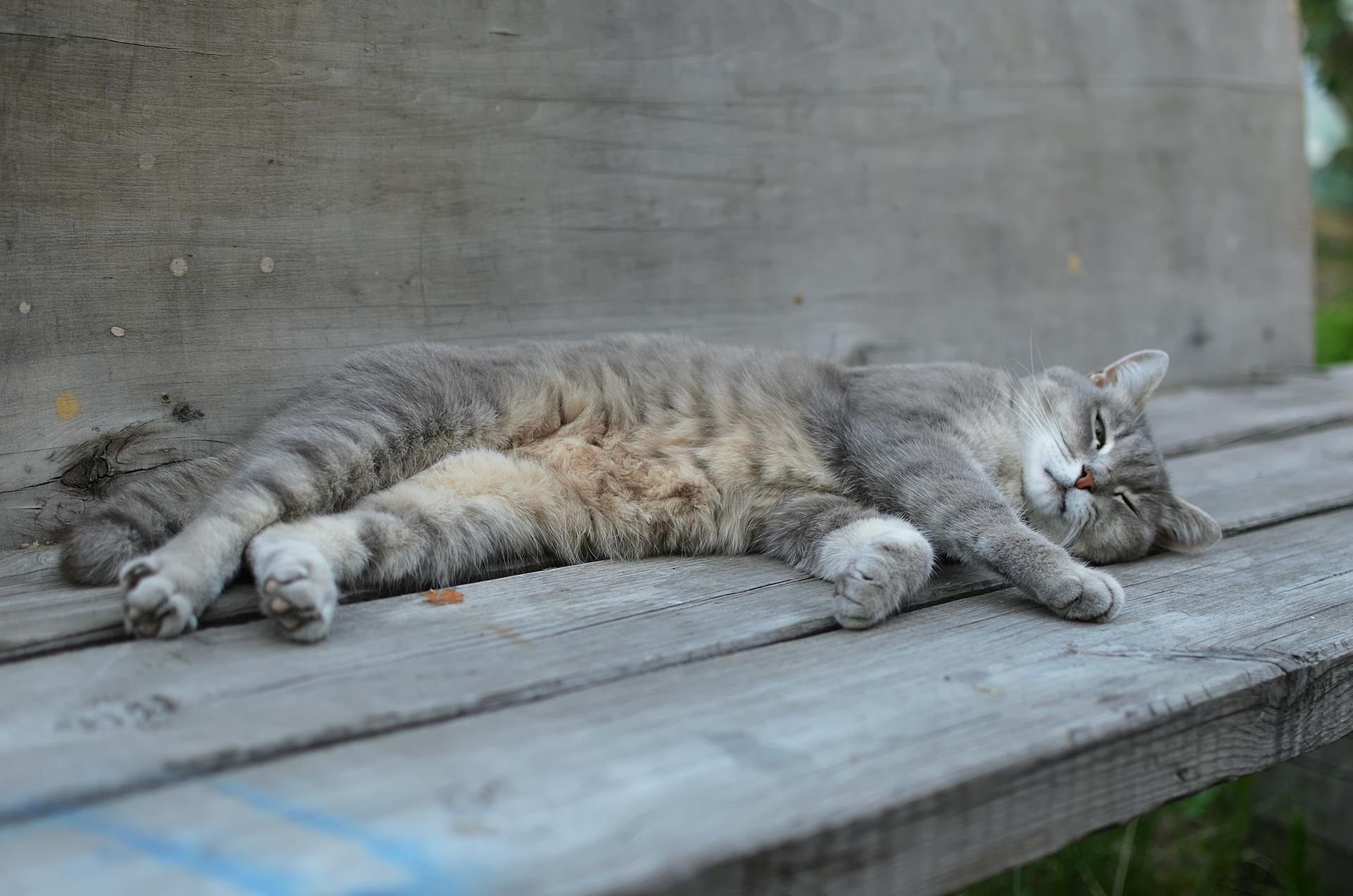 A peaceful gray tabby cat sleeping on a rustic wooden bench, enjoying a quiet moment outdoors.