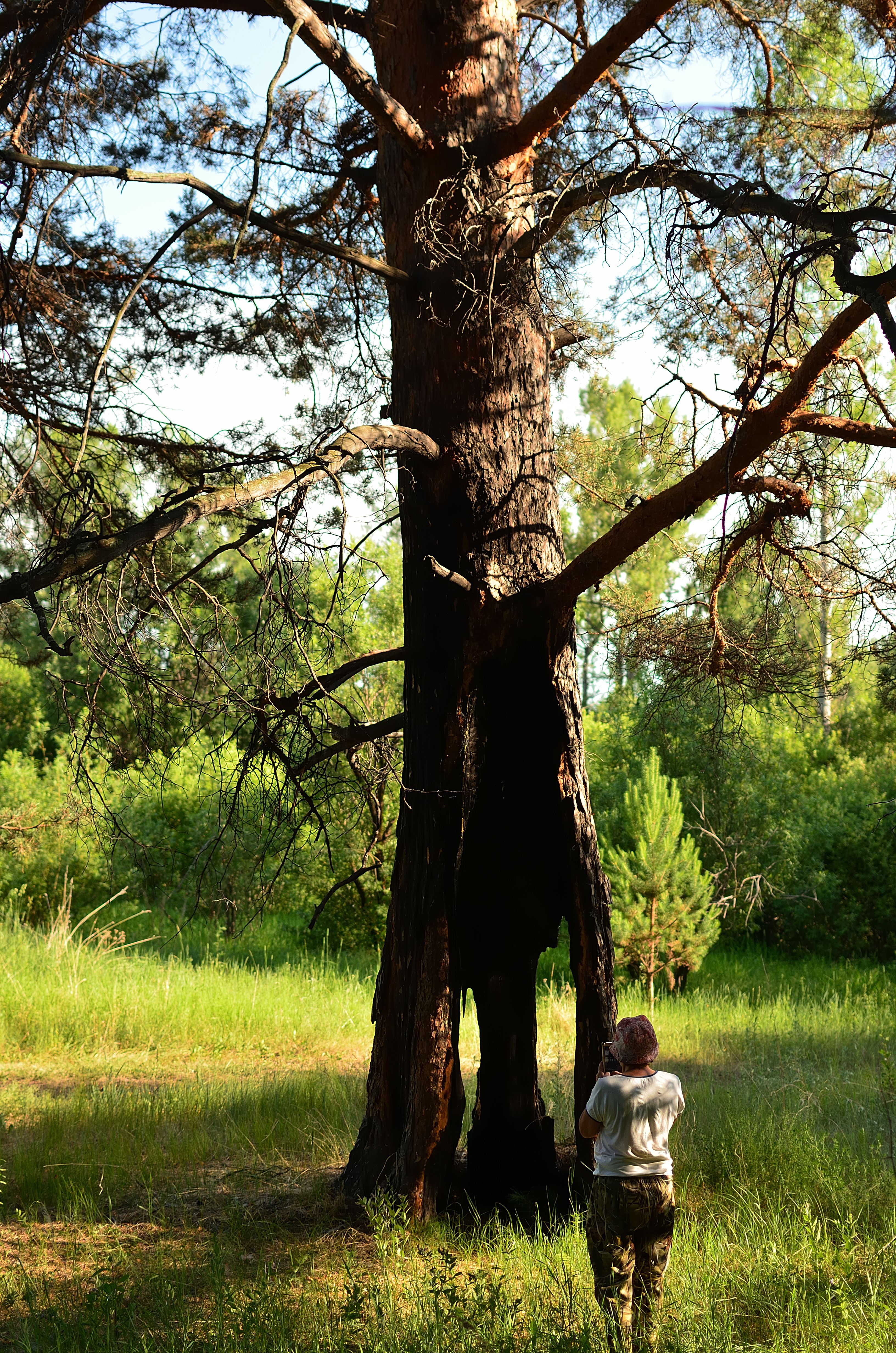 Person Taking a Picture of a Tree · Free Stock Photo
