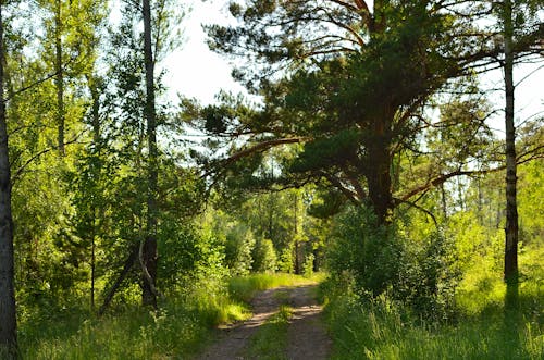 Immagine gratuita di alberi, ambiente, boschi