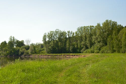 A Grass Field near Trees