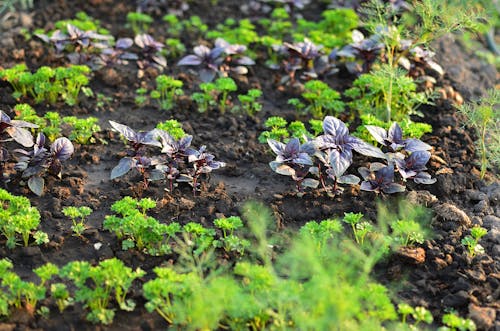 Photograph of Plants in the Ground