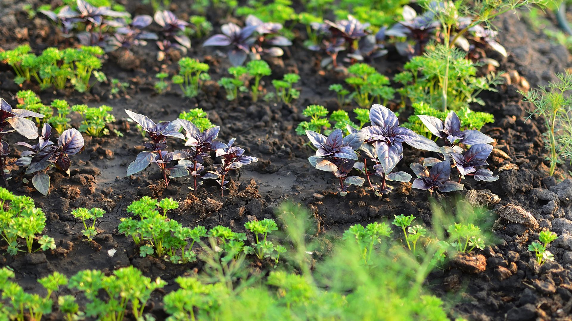 Tanaman herbal yang menggambarkan aktivitas workshop di Herb Island Gapyeong atau Pocheon Herb Island